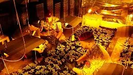 Mega coltivazione indoor di marijuana scoperta nel Palermitano