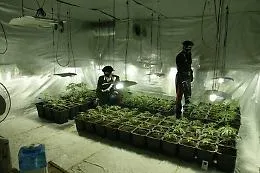 Partinico, una serra "casalinga" con 107 piante di marijuana