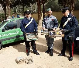 Palermo, blitz dei carabinieri al Ballar&ograve;, sequestrati e liberati 20 cardellini
