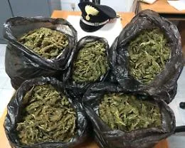 La marijuana a &ldquo;chilometro zero&rdquo;: coltivata a Licata e spacciata a Catania e Messina