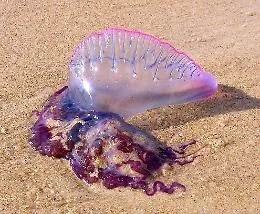 Meduse, allarme in Sicilia: avvistate specie pericolose