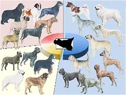 Mappatura genetica dei cani e banca dati del Dna: cos&igrave; la Sicilia pensa di combattere il randagismo