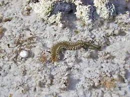 Colonie di vermocane sulle coste ripostesi: allarme tra i bagnanti