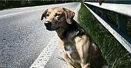 La campagna del Comune di Catania contro l'abbandono degli animali