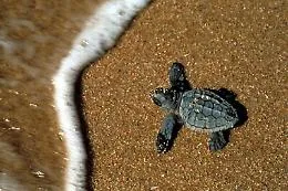 Schiusa delle uova di Caretta caretta a Priolo Gargallo: &egrave; la prima volta