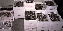 Trapani, pesce venduto fuori da regole: multe e sequestro