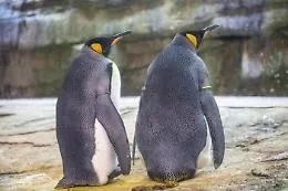 Skipper e Ping, i pinguini gay "genitori" di un uovo abbandonato