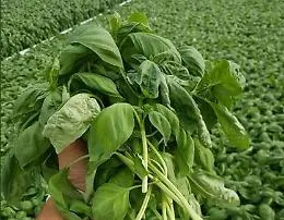 Dal basilico &ldquo;I-tech&rdquo; all'orto matto,  i siciliani che hanno scommesso (e vinto) sulla loro terra