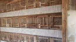 Catania, il Far West nell'Oasi del Simeto, reati ambientali, truffa e animali maltrattati