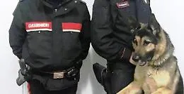 Zafferana Etnea, titolare di una pizzeria arrestato per possesso di droga