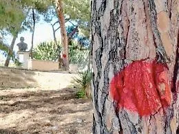 Agrigento, alberi pericolosi in citt&agrave;: no alla rasatura selvaggia