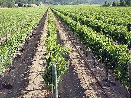 Al via la vendemmia in Sicilia tra clima ideale e uve di ottima qualit&agrave;: la Doc sceglie di non stimare la produzione