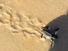 Tartarughe in spiaggia, balene e foche: le meraviglie del mare da ammirare in estate in Sicilia