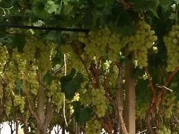 Ronde notturne sull'Etna e non solo per frenare la piaga dei furti di uva