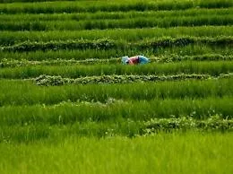 "Il decreto dell'assessore Scilla danneggia i gruppi di azione locale della Sicilia"