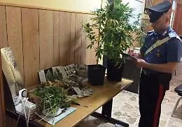Catania, studiavano e coltivavano marijuana