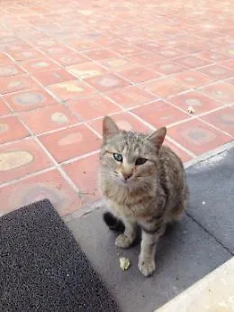 Micio fedele al padrone morto. Da tre settimane lo attende al centro diurno