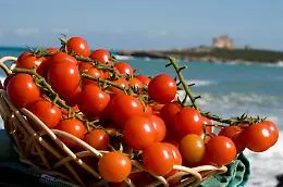 Allarme salmonella, il Distretto ortofrutta Sud-Est: &laquo;Nessuna anomalia nei pomodorini&raquo;