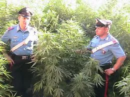 Mezzojuso, carabiniere con la passione per la caccia scopre una piantagione di marijuana: 5 in manette