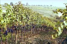 Sicilia, calo del 15% della vendemmia ma la qualit&agrave; sar&agrave; ancora migliore