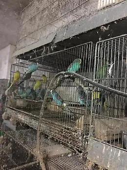 Trapani, canarini e pappagalli stipati in gabbie: un denunciato