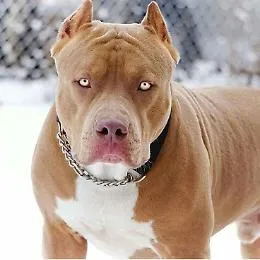 Catania, bimbo di 20 mesi morso da pitbull: gravi ferite alla testa