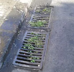Catania, "fiorisce" l'erba dalle grate in piazza Cavour