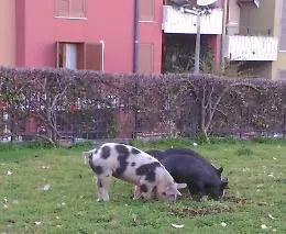 Maiali "al pascolo" in viale Lain&ograve; a Catania