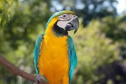 Pappagallo nel marsupio: 21enne denunciato a Noto per maltrattamento di animali