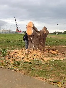 Palermo, &ldquo;veglia&rdquo; per l'albero abbattuto al Foro Italico