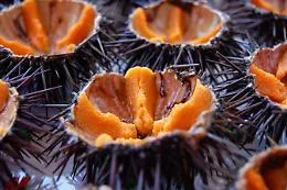 Siracusa, multa salata per pescatori di ricci: 12 mila &euro;
