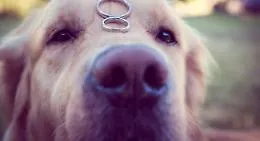 "Vuoi sposarmi"? E la proposta arriva con la complicit&agrave; del cane