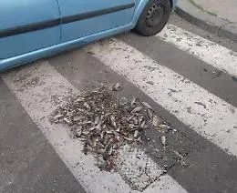 Catania, in via Patan&egrave; anche i pesci... sulle strisce pedonali