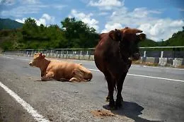 Due mucche entrano in autostrada sull'A29, decine di chiamate da automobilisti