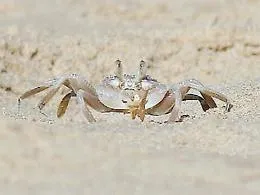 Menfi, filmato il "granchio fantasma"