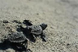 Animali, la tartaruga marina torna a nidificare sul litorale di Menfi