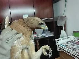 Una rara aquila di Bonelli ferita a Licata, non potr&agrave; pi&ugrave; volare: protesta la Lipu