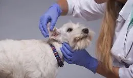 Dal gps allo scacciapulci a ultrasuoni: boom di hi-tech per cani gatti e altri animali domestici