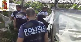 Vittoria, sequestrata piantagione con 6,5 tonnellate di marijuana