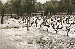 Benefici Inps ad agricoltori colpiti da calamit&agrave; in Sicilia