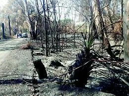 Catania, Il Boschetto della Plaia diventer&agrave; finalmente un parco