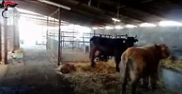 Mattatoio e allevamenti abusivi sequestrati da Nas a Catania
