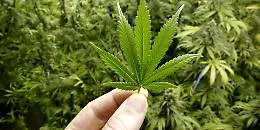 &laquo;Io, malato di sclerosi multipla, mi curo con la cannabis e la coltivo da solo&raquo;