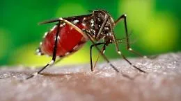 Zanzare non abbandonano citt&agrave; a settembre: uccelli e pipistrelli il miglior rimedio