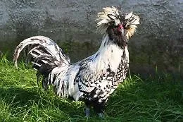 Galline superstar: attrici le allevano e a Trento si sfidano in concorso