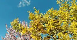 Meteo, primavera "sboccia" prima in Sicilia ma inverno &egrave; dispettoso