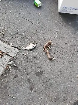 Il degrado pi&ugrave; totale delle vie di Catania