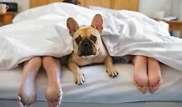In vacanza con Fido, alberghi sempre pi&ugrave; accoglienti (anche in Sicilia)