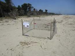 All'Oasi del Simeto tornano le tartarughe, trovati due nidi di caretta caretta