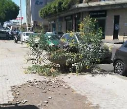 Arbusti come in un bosco in viale Africa a Catania